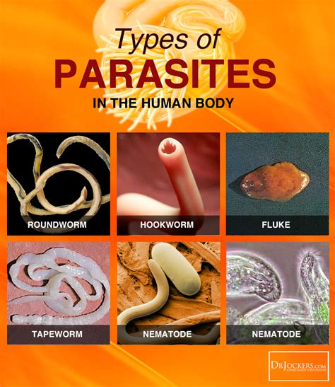 how are parasites similar to predators